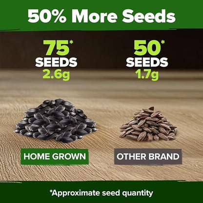 HOME GROWN Chocolate Cherry Sunflower Seeds 75 Heirloom Seeds for Planting Burgundy Sunflowers Tall Flower for Garden, Pollinators, Butterflies (Helianthus annuus)