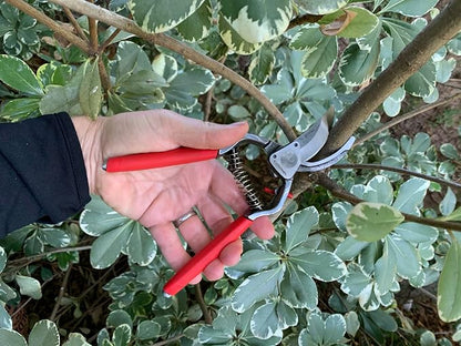 Corona Tools Forged Steel ClassicCUT Bypass Hand Pruner – 1-Inch Cut Capacity Garden Pruning Shears for Stems & Branches, Heavy-Duty Bypass Pruners for Tree, Shrub & Plant Trimming