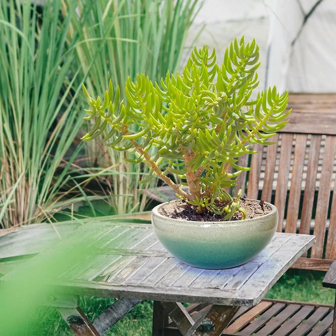 9 Inch Glazed Terracotta Plant Pot Round Ceramic Succulent Planter Pot with Drainage and Mesh Pad Cactus Clay Bonsai Pot (Green)