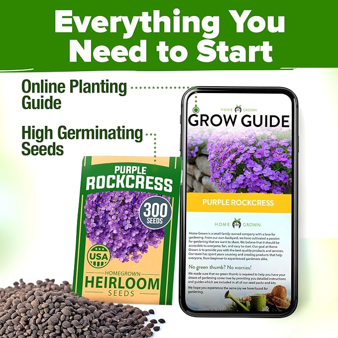 HOME GROWN Aubrieta Rock Cress Purple, Flowering Ground Cover Seed Pack, Non GMO Perennial Cress Seeds for Planting Outdoor Lawn Gardens 300 Aubrieta deltoidea Flower Seeds