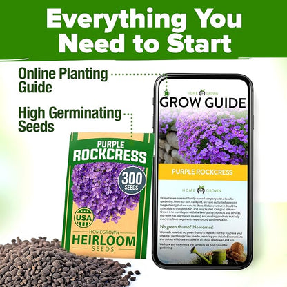 HOME GROWN Aubrieta Rock Cress Purple, Flowering Ground Cover Seed Pack, Non GMO Perennial Cress Seeds for Planting Outdoor Lawn Gardens 300 Aubrieta deltoidea Flower Seeds