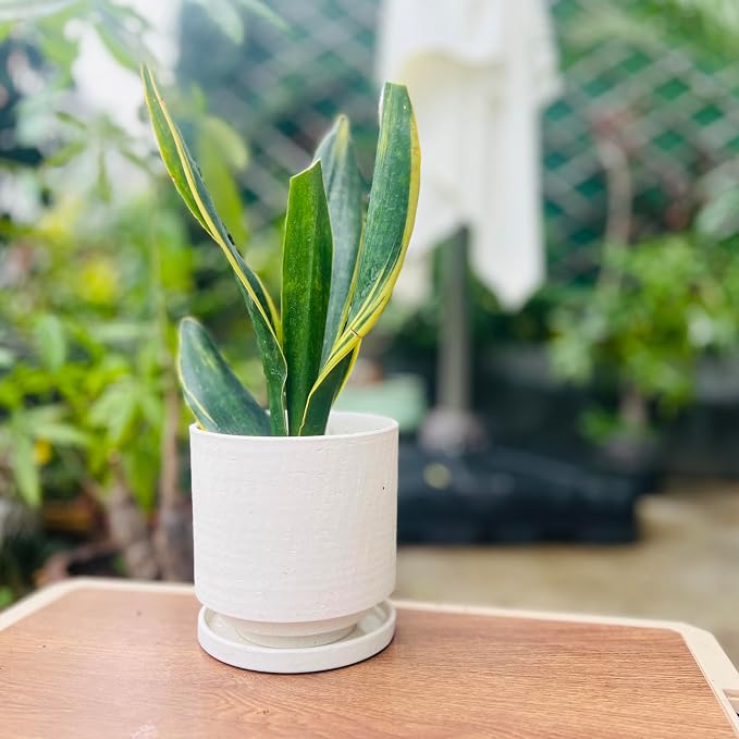Nihow Ceramic Plant Pot Drainage Hole & Saucer for Indoor Plants, 5.7 Inch | White, Cylinder Planters, Art Modem Design, Home Garden Patio Office