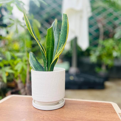 Nihow Ceramic Plant Pot Drainage Hole & Saucer for Indoor Plants, 5.7 Inch | White, Cylinder Planters, Art Modem Design, Home Garden Patio Office