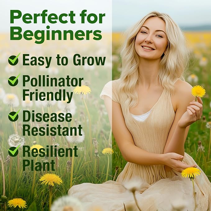 HOME GROWN Dandelion Seeds for Planting 600 Heirloom Medicinal Herb Seeds (~0.3g) Non GMO Grow Edible Leaves and Flowers for Remedies or Wildlife (Taraxacum officinale)