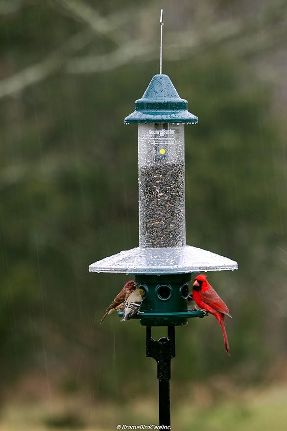 Squirrel Buster Plus Squirrel-proof Bird Feeder w/Cardinal Ring and 6 Feeding Ports, 5.1-pound Seed Capacity, Adjustable, Pole-mountable (POLE ADAPTOR SOLD SEPARATELY), Green | Squirrel-Proof Weight-Activated Shroud, Cardinal Ring, 6 Ports, 5.1 Lb Capa...