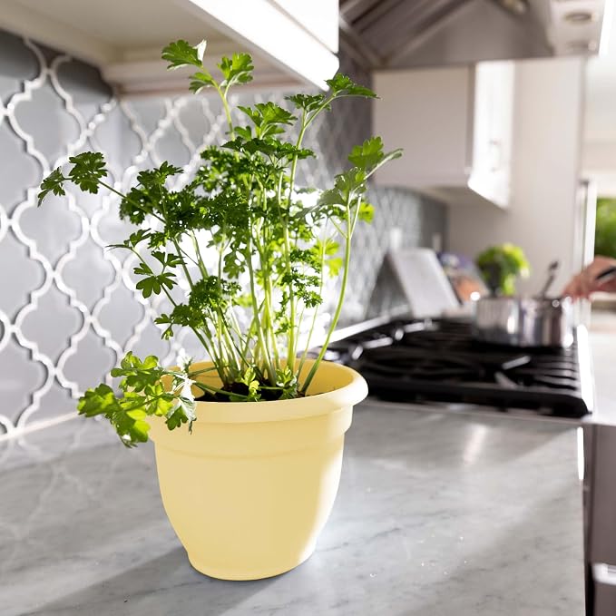 Bloem Ariana 6" Plastic Self-Watering Planter, Daffodil, 4-Pack | Self-watering disk at the bottom of each pot that acts as a water wick and reservoir for optimal plant health