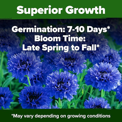 HOME GROWN Bachelor Button Seeds Tall Blue - 6000 Cornflower, Stunning Blue Blooms for Wildflower Gardens, Non-GMO Flowers & Pollinator-Friendly Spaces, Low Maintenance Flower Seeds (Centaurea cyanus)