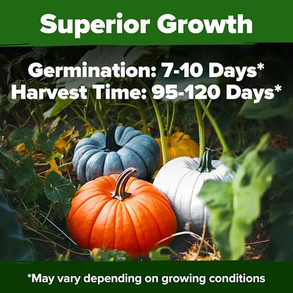 HOME GROWN Pumpkin Seeds 5 Variety Mix 40+ Heirloom Non-GMO, High Germination, Connecticut Field, Blue, White & Mini Pumpkins,Edible & Jack O Lanterns,Autumn Harvest,Ornamental Garden (Cucurbita pepo)