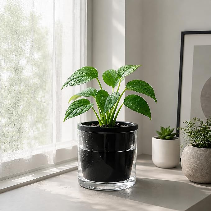 D'vine Dev 6 Inch Design Self Watering Planter for Indoor Plants, Black Terracotta Pot with Cylinder Glass Cup, Set of 2, 37-Y-B-3