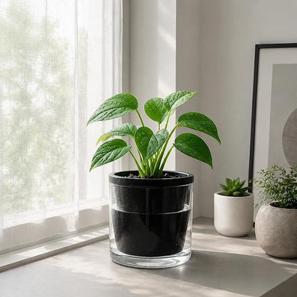D'vine Dev 6 Inch Design Self Watering Planter for Indoor Plants, Black Terracotta Pot with Cylinder Glass Cup, Set of 2, 37-Y-B-3