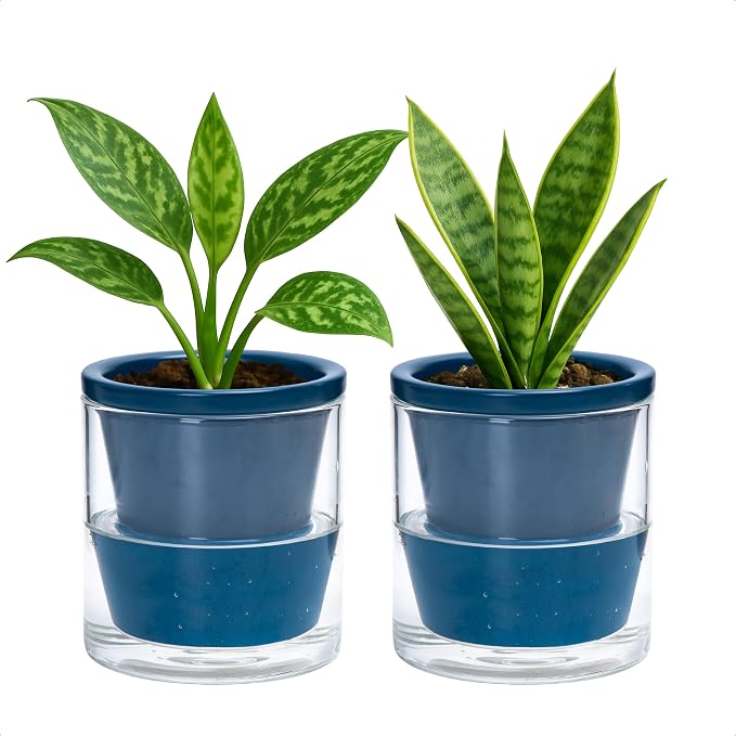 D'vine Dev 4 Inch Design Self Watering Planter for Indoor Plants, Blue Terracotta Pot with Cylinder Glass Cup, Set of 2, 37-Y-A-4