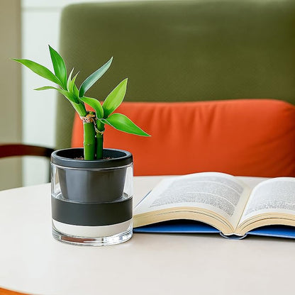 D'vine Dev 4 Inch Design Self Watering Planter for Indoor Plants, Black Terracotta Pot with Cylinder Glass Cup, Set of 4, 37-Z-A-3-F