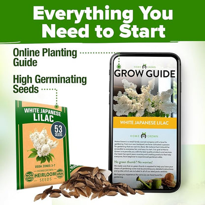 HOME GROWN 53 White Lilac Flower Seeds Non-GMO, Heirloom Tree Seeds for Planting, Fragrant Flowering Tree Seeds for Landscaping, Pollinator Gardens, and Ornamental Borders (Syringa reticulata)