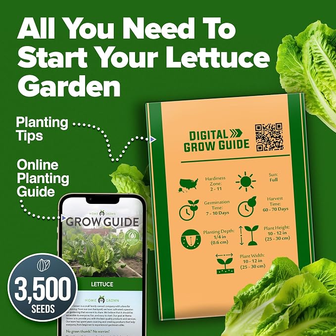 HOME GROWN Parris Island Romaine Lettuce Seeds 3,500+ Heirloom Non GMO, High Germination, Crisp Heads, Indoor Outdoor Hydroponic Garden, Crunchy Cos Lettuce, Slow to Bolt,Vitamin Rich (Lactuca sativa)