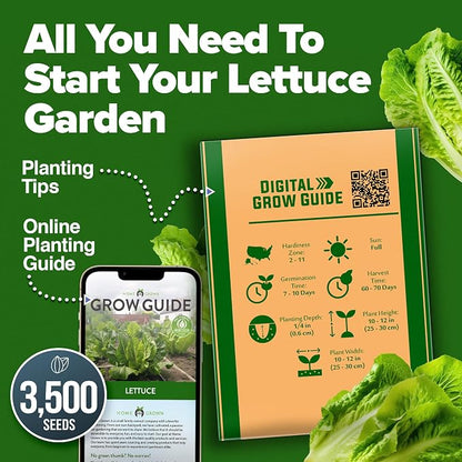HOME GROWN Parris Island Romaine Lettuce Seeds 3,500+ Heirloom Non GMO, High Germination, Crisp Heads, Indoor Outdoor Hydroponic Garden, Crunchy Cos Lettuce, Slow to Bolt,Vitamin Rich (Lactuca sativa)