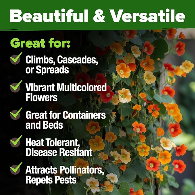 HOME GROWN Nasturtium Seeds Dwarf Tall Trailing Mix 250+ Edible Flower Seeds for Planting Outdoors Fast Germination, Low-Maintenance Climbing & Trailing Nasturtium (Tropaeolum majus)