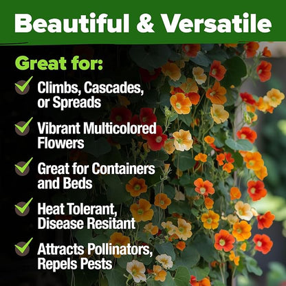 HOME GROWN Nasturtium Seeds Dwarf Tall Trailing Mix 250+ Edible Flower Seeds for Planting Outdoors Fast Germination, Low-Maintenance Climbing & Trailing Nasturtium (Tropaeolum majus)