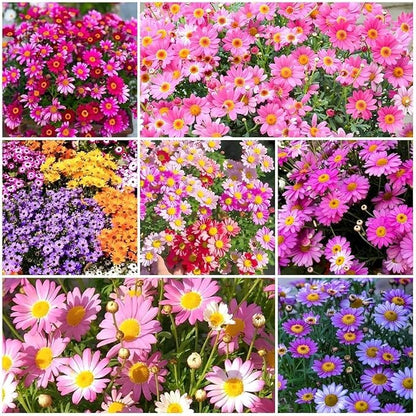 1000 Pyrethrum Seeds - Natural Mosquito Repellent Plants, Multi-Color Blooming Potted Flowers for Gardens, Cold-Hardy & Low-Maintenance