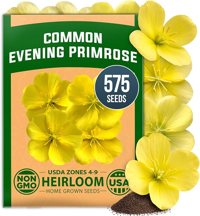 HOME GROWN Evening Primrose (Oenothera Lamarckiana) 575 Non-GMO Seeds, USDA 4-9