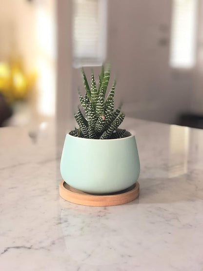Assorted Blue Pink Yellow Round Ceramic Succulent Pots 3" Planters with Drainage | Bamboo Tray | 3 Pack