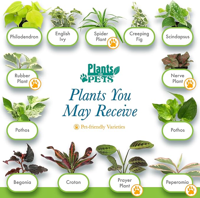 Easy to Grow Houseplants (6PK), Live House Plants in Plant Containers, Growers Choice Plant Set in Planters with Potting Soil Mix, Home Decor Planting Kit or Outdoor Garden Gifts by Plants for Pets