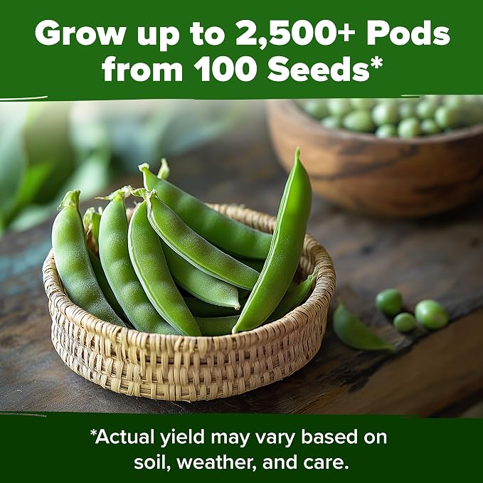 HOME GROWN Organic Cascadia Snap Pea Seeds 100+ Heirloom Non-GMO Seeds for Planting, High Germination, Sweet Edible Pods, Stringless Sugar Snap, Cool Season Garden, Containers (Pisum sativum)
