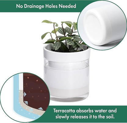 Phoenix Vine 4 Inch Self Watering Planter, White Terracotta Clay Pot with Glass Reservoir for Indoor Plants, Herbs, Flowers, Set of 4, 52-B-E-4
