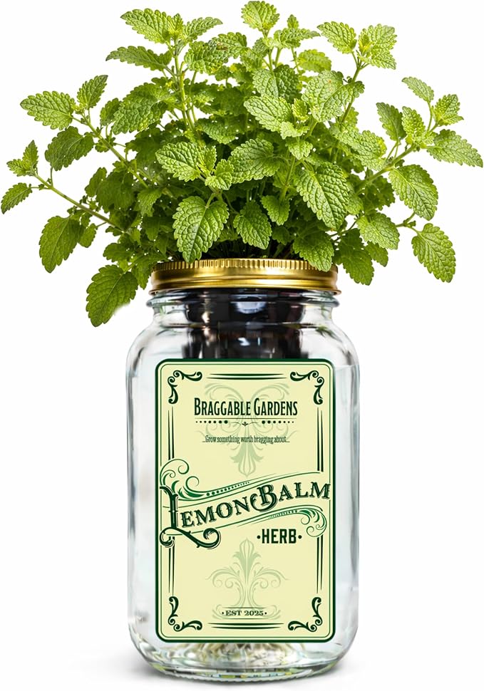 Lemon Balm Indoor Herb Garden Kit – Mason Jar Hydroponic Grow Kit – Windowsill Countertop Herb Planter – Grow Fresh Lemon Balm Indoors