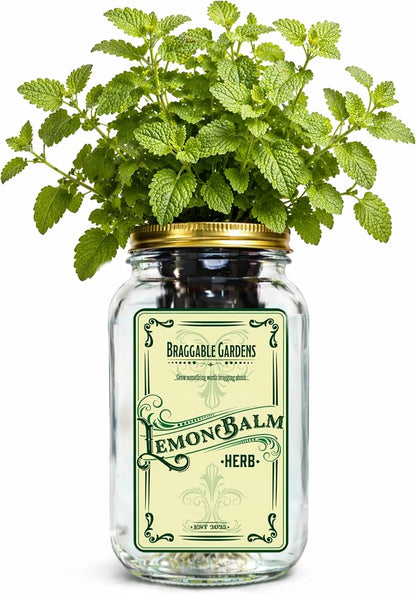 Lemon Balm Indoor Herb Garden Kit – Mason Jar Hydroponic Grow Kit – Windowsill Countertop Herb Planter – Grow Fresh Lemon Balm Indoors