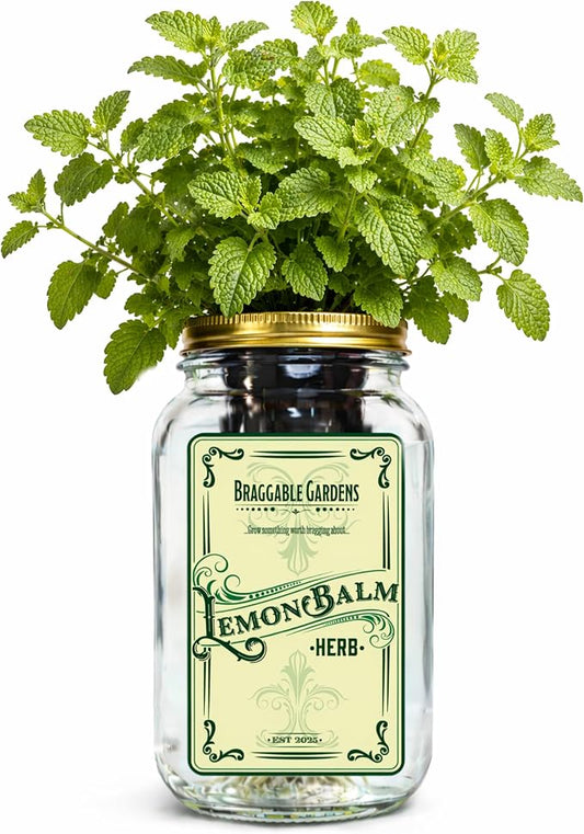 Lemon Balm Indoor Herb Garden Kit – Mason Jar Hydroponic Grow Kit – Windowsill Countertop Herb Planter – Grow Fresh Lemon Balm Indoors