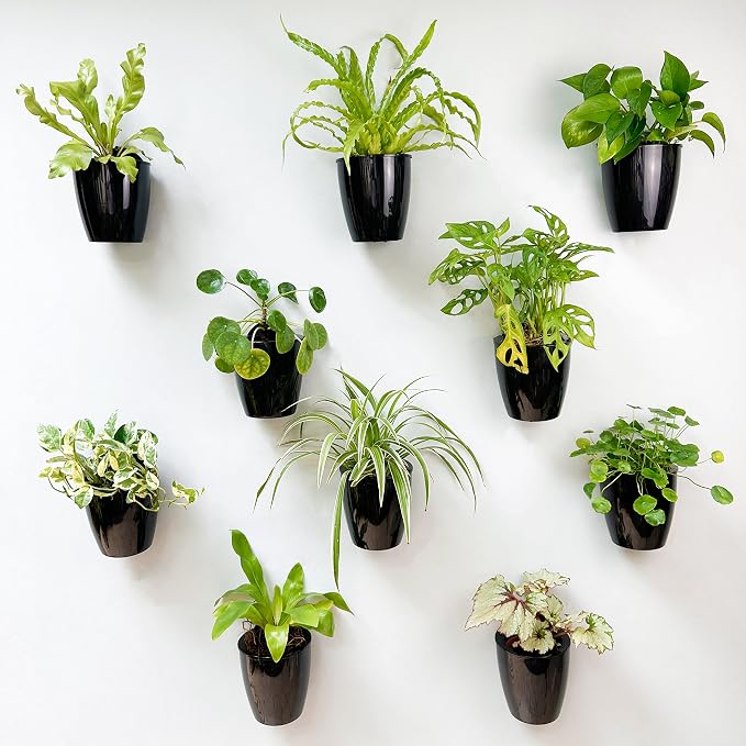 LaLaGreen Wall Planters for Indoor Plants (5in, 10 Pack) Small Planter | Black Self Watering Pots Modern Indoor Hydroponic Vertical Live Garden Wall Mounted Hanging Plant Holder