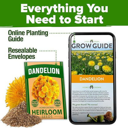 HOME GROWN Dandelion Seeds for Planting 600 Heirloom Medicinal Herb Seeds (~0.3g) Non GMO Grow Edible Leaves and Flowers for Remedies or Wildlife (Taraxacum officinale)