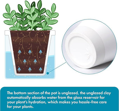 D'vine Dev 4 Inch Design Self Watering Planter for Indoor Plants, White Terracotta Pots with Cylinder Glass Cup, Set of 2, 37-Y-A-2