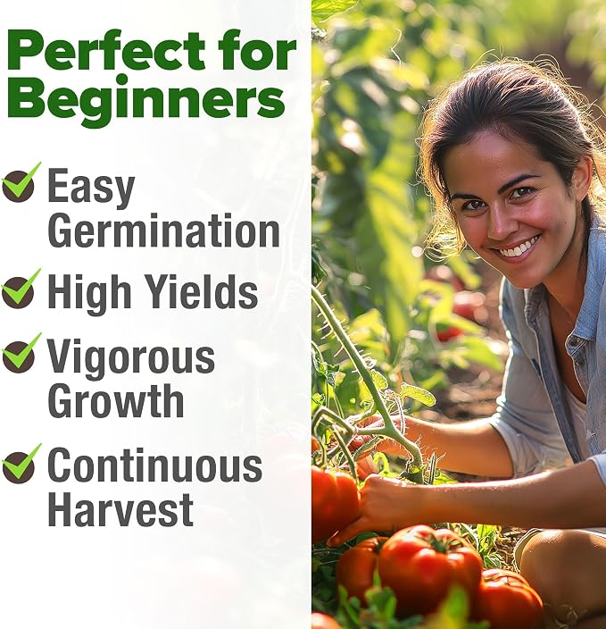 HOME GROWN Beefsteak Tomato Seeds 300+ Heirloom Non-GMO Seeds for Planting, High Germination, Indeterminate, Large Meaty Slicing Tomato, High Yield Summer Vegetable Garden (Solanum lycopersicum)