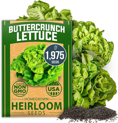 HOME GROWN Buttercrunch Lettuce Seeds Bulk Pack 1975+ Heirloom Non GMO Seeds for Planting, Bibb Lettuce, Indoor Outdoor Hydroponic Garden, Heat Tolerant, Sweet Tender Green Leaves (Lactuca Sativa)