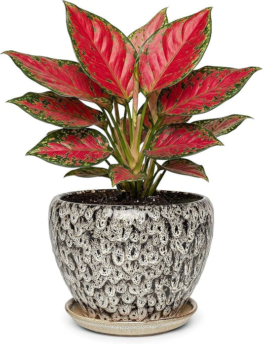 7.5 Inch Ceramic Plant Pot with Drainage Hole Mesh Net,Modern Gardening Pots for Indoor Plants with Saucer, Speckle White