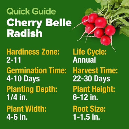HOME GROWN Cherry Belle Radish Seeds 800+ Heirloom Non-GMO Seeds for Planting, High Germination, Fast Growing Red Radish, Harvest in 30 Days, Crisp & Mild Root Vegetable,Spring Fall (Raphanus sativus)