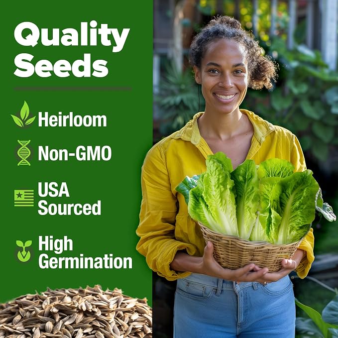 HOME GROWN Parris Island Romaine Lettuce Seeds 3,500+ Heirloom Non GMO, High Germination, Crisp Heads, Indoor Outdoor Hydroponic Garden, Crunchy Cos Lettuce, Slow to Bolt,Vitamin Rich (Lactuca sativa)