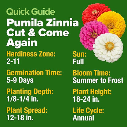 HOME GROWN Zinnia Seeds Mix – 4300 Pumila Compact Zinnia Flower Seeds for Planting Outdoors | Bulk Colorful Annual Cut Flowers for Summer Gardens & Containers (Zinnia elegans)
