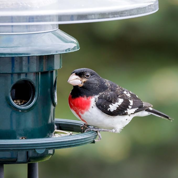 Squirrel Buster Plus Squirrel-proof Bird Feeder w/Cardinal Ring and 6 Feeding Ports, 5.1-pound Seed Capacity, Adjustable, Pole-mountable (POLE ADAPTOR SOLD SEPARATELY), Green | Squirrel-Proof Weight-Activated Shroud, Cardinal Ring, 6 Ports, 5.1 Lb Capa...