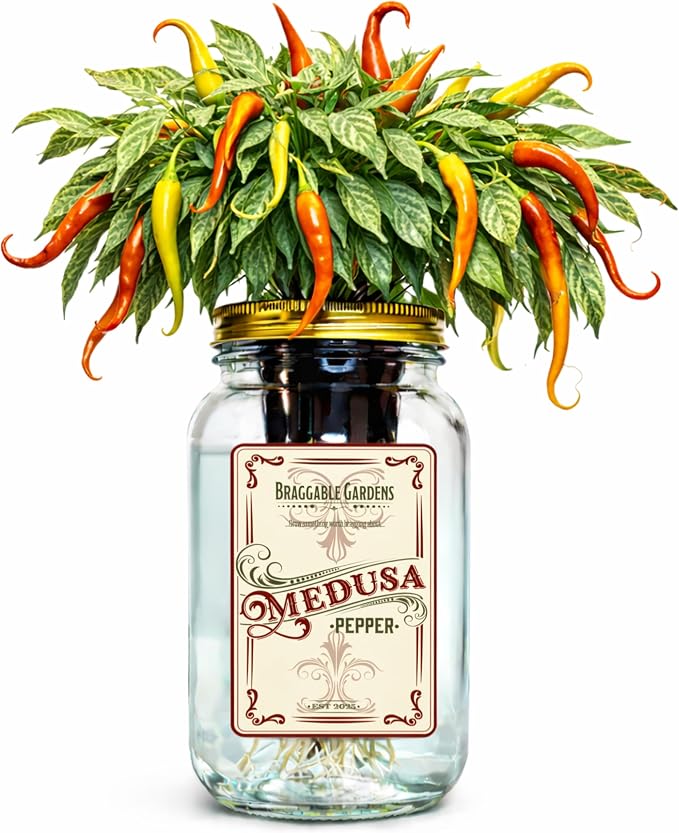 Medusa Pepper Indoor Garden Kit – Mason Jar Hydroponic Pepper Grow Kit – Windowsill Countertop Pepper Plant – Grow Ornamental Chili Peppers Indoors