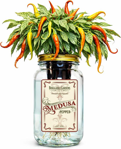 Medusa Pepper Indoor Garden Kit – Mason Jar Hydroponic Pepper Grow Kit – Windowsill Countertop Pepper Plant – Grow Ornamental Chili Peppers Indoors
