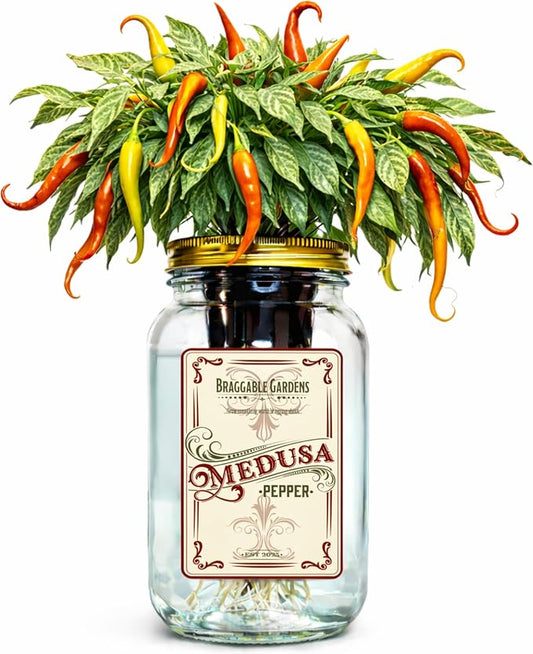 Medusa Pepper Indoor Garden Kit – Mason Jar Hydroponic Pepper Grow Kit – Windowsill Countertop Pepper Plant – Grow Ornamental Chili Peppers Indoors