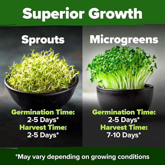 HOME GROWN Broccoli Seeds 8 oz Bulk Heirloom Non-GMO, High Germination, Sulforaphane Rich Sprouting Seeds, Nutritious Microgreens, Healthy Sprouts in 5 Days, Superfood Boost (Brassica oleracea)