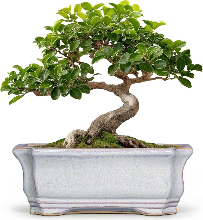 Ceramic Bonsai Planter - 11.6 Inch Bonsai Tree Pots for Succulent Plants, Succulent Planters with Drainage Hole, Shallow Decorative Planter, House Decor, House Warming Gifts, Rectangular Grey