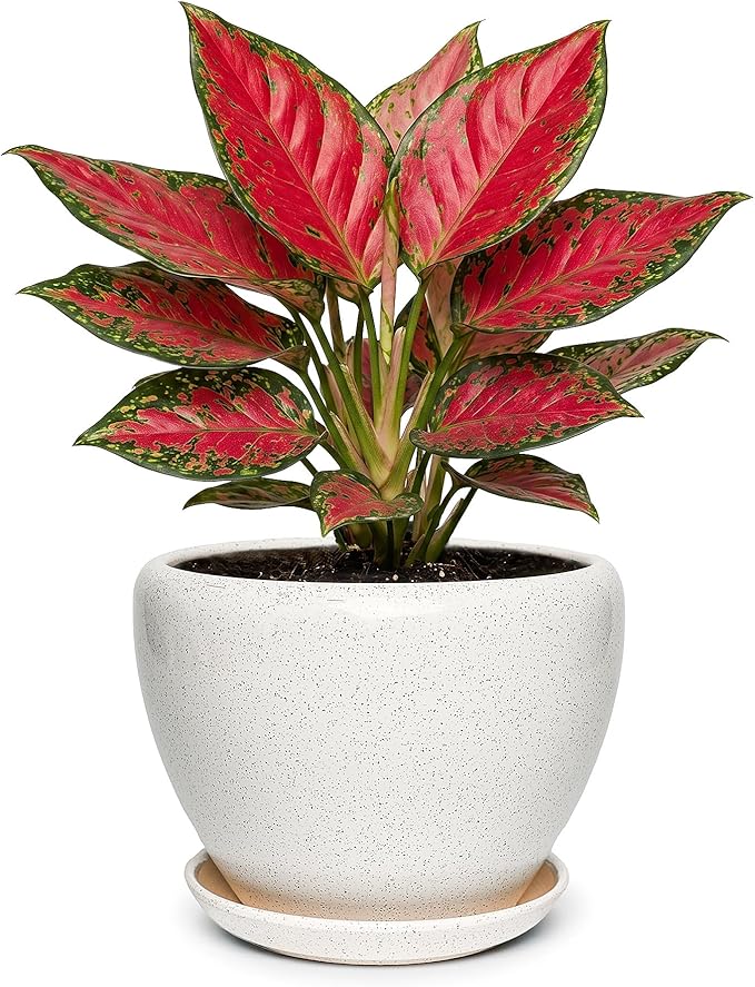7.5 Inch Ceramic Plant Pot with Drainage Hole Mesh Net,Modern Gardening Pots for Indoor Plants with Saucer, Waxen White