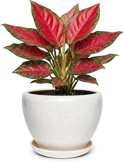 7.5 Inch Ceramic Plant Pot with Drainage Hole Mesh Net,Modern Gardening Pots for Indoor Plants with Saucer, Waxen White