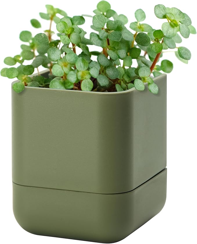 Phoenix Vine 4.5 Inch Wall Mounted Self-Watering Planter Pot for Indoor Houseplants and Herbs | Hanging Planter for Window Sills, Bathroom Walls, Home & Office Décor, Olive, Set of 1, 01-B-F-1