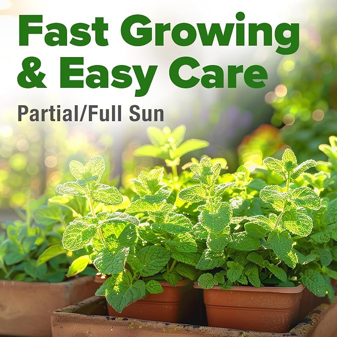 HOME GROWN Non GMO Common Mint Seeds (Bulk Pack) 1,800 Heirloom Herb Seeds, USA Sourced | Ideal for Planting Outdoors or Indoors for a Fresh Mint Tea Garden (Mentha spp)