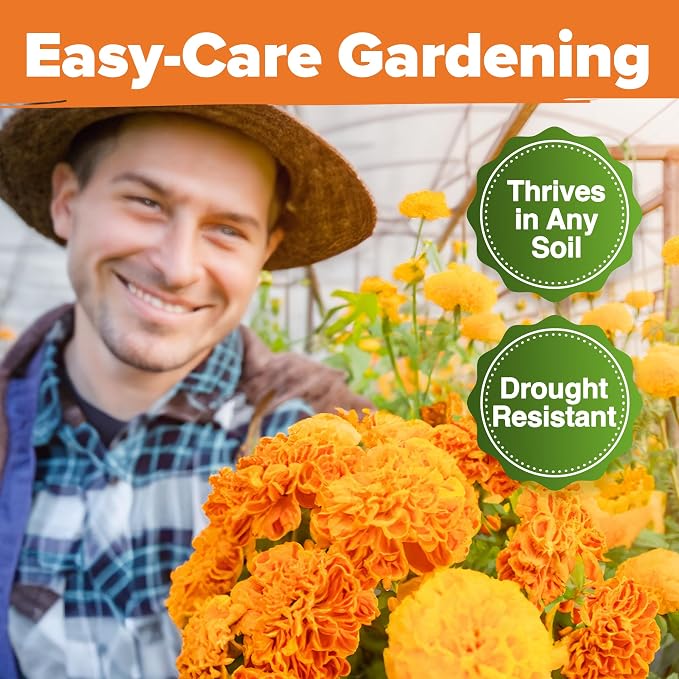 HOME GROWN Crackerjack Marigold Seeds | 4 oz / 35,000 Flower Seeds Planting Outdoor | Large Bulk Pack | High Germination, Wildflower Seed | Companion Planting